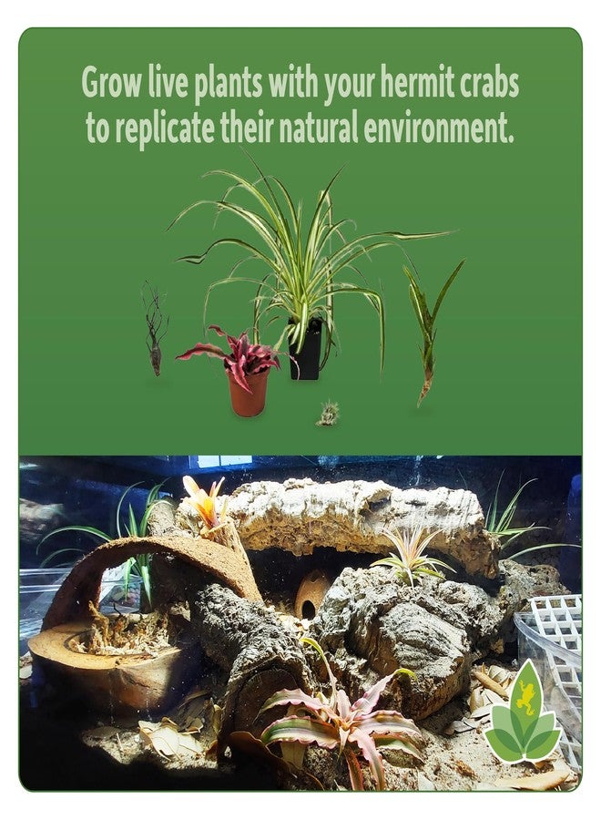 Josh's Frogs Hermit Crab BioBedding Bioactive Substrate (4 Quart (Sand Included)) - Image 4